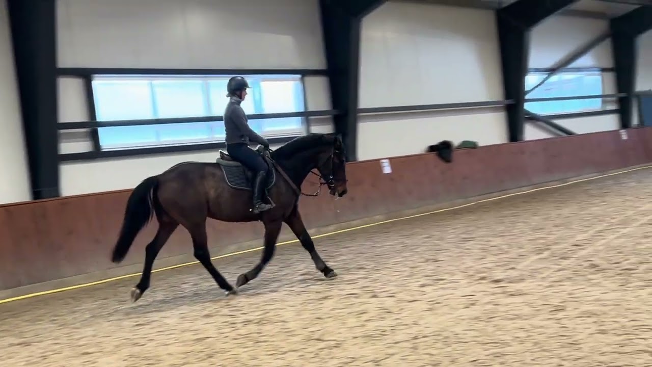 Soteras 6 yo gelding for hobby 