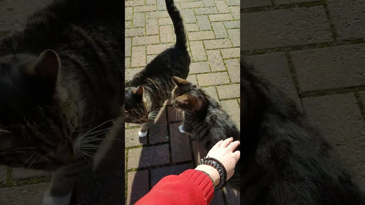My cat friends bella and spence latest update 