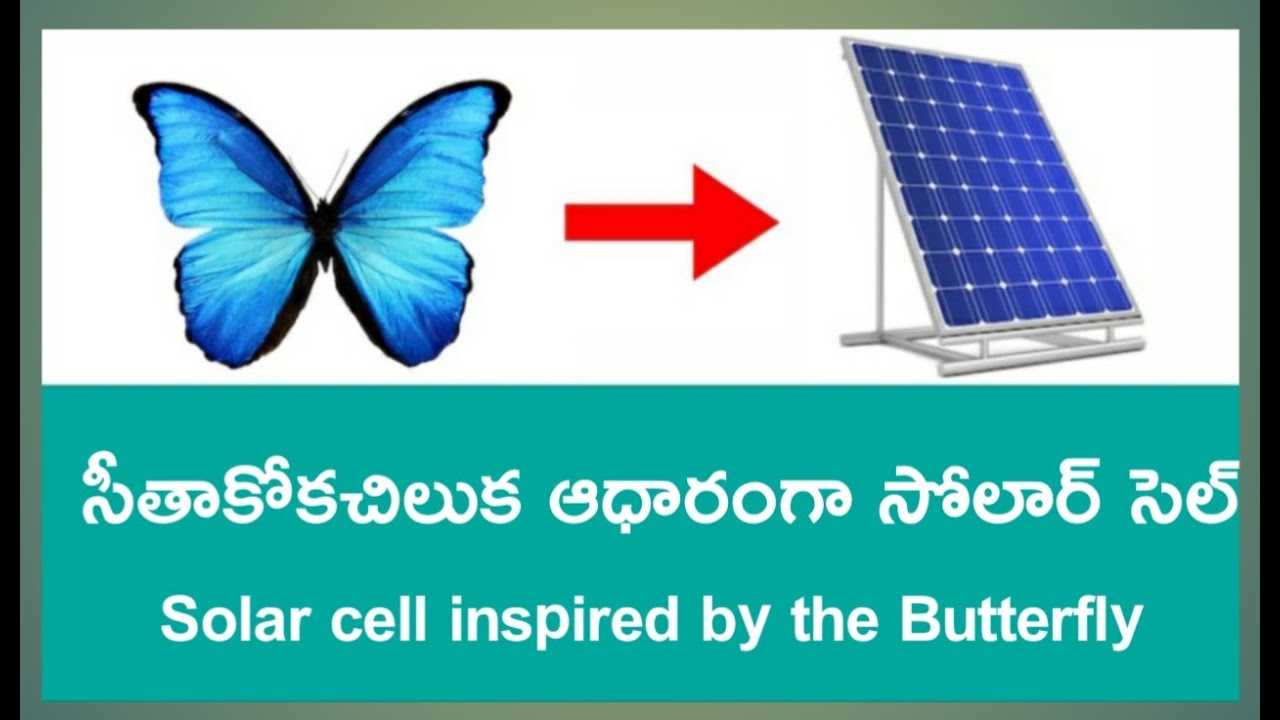 Solar cell inspired by the Butterfly |