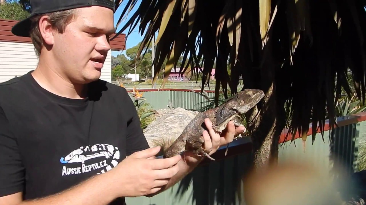 MASSIVE Out Door Reptile Enclosures!!