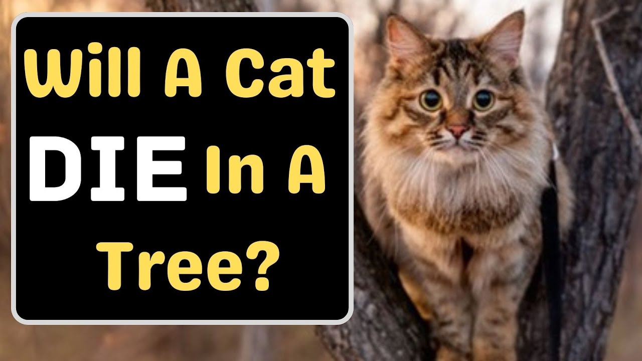 Will A Cat Eventually Come Down From A Tree?