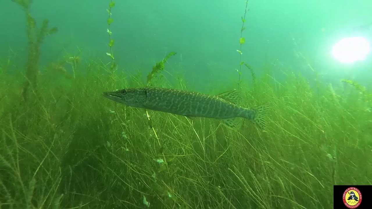 Esox lucius ATTACK