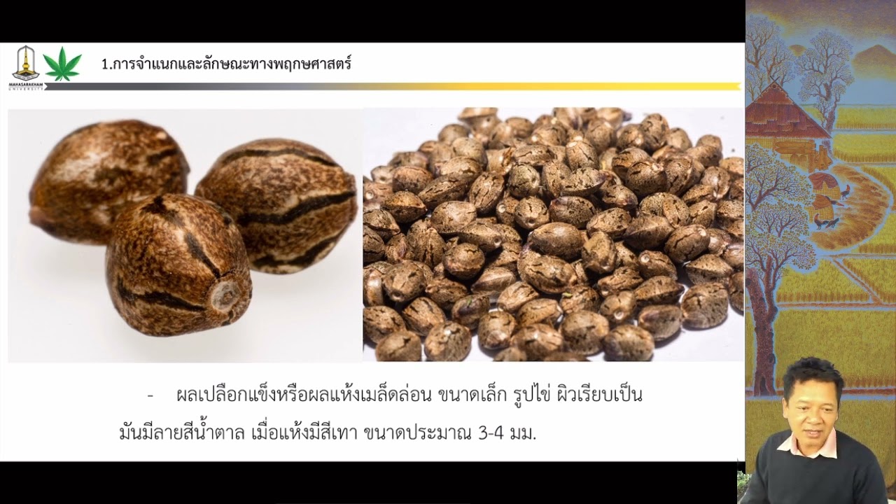 Ph3 cannabis science