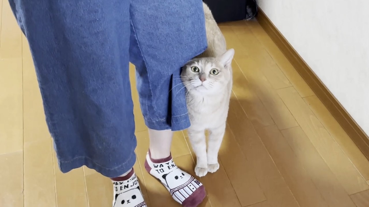 「ワァ～」ちょっと間が抜けた鳴き声の猫