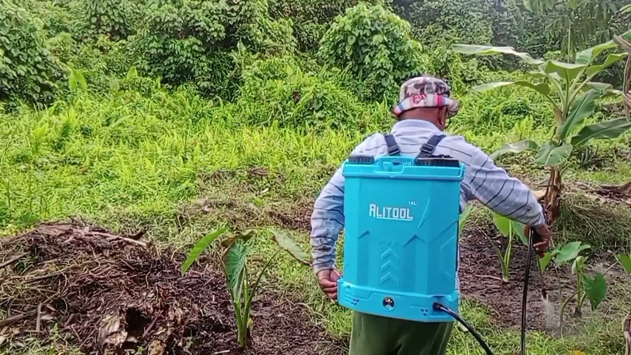 KAMI DUAI NENEK NATHANIEL NANAM JAGUNG//MANCHIT RUMPUT BA TEPI KEBUN.