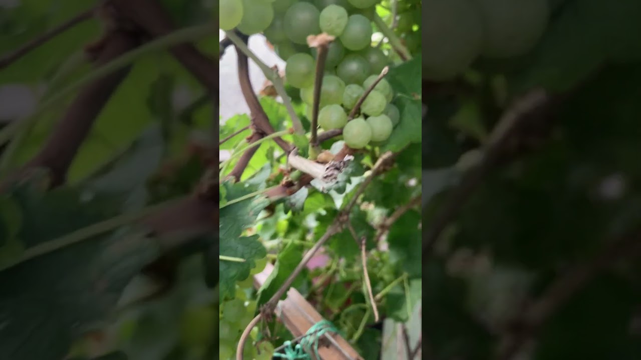 Grapes harvest #gardenuk