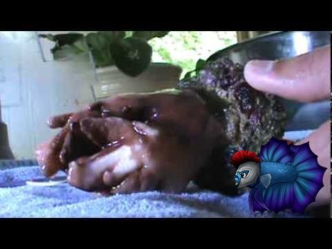 Guide To Fragging or Cut Leather Corals-Step by Step