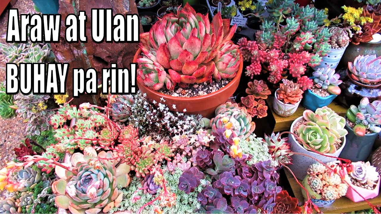 Makulay na SUCCULENTS Para sa Philippines