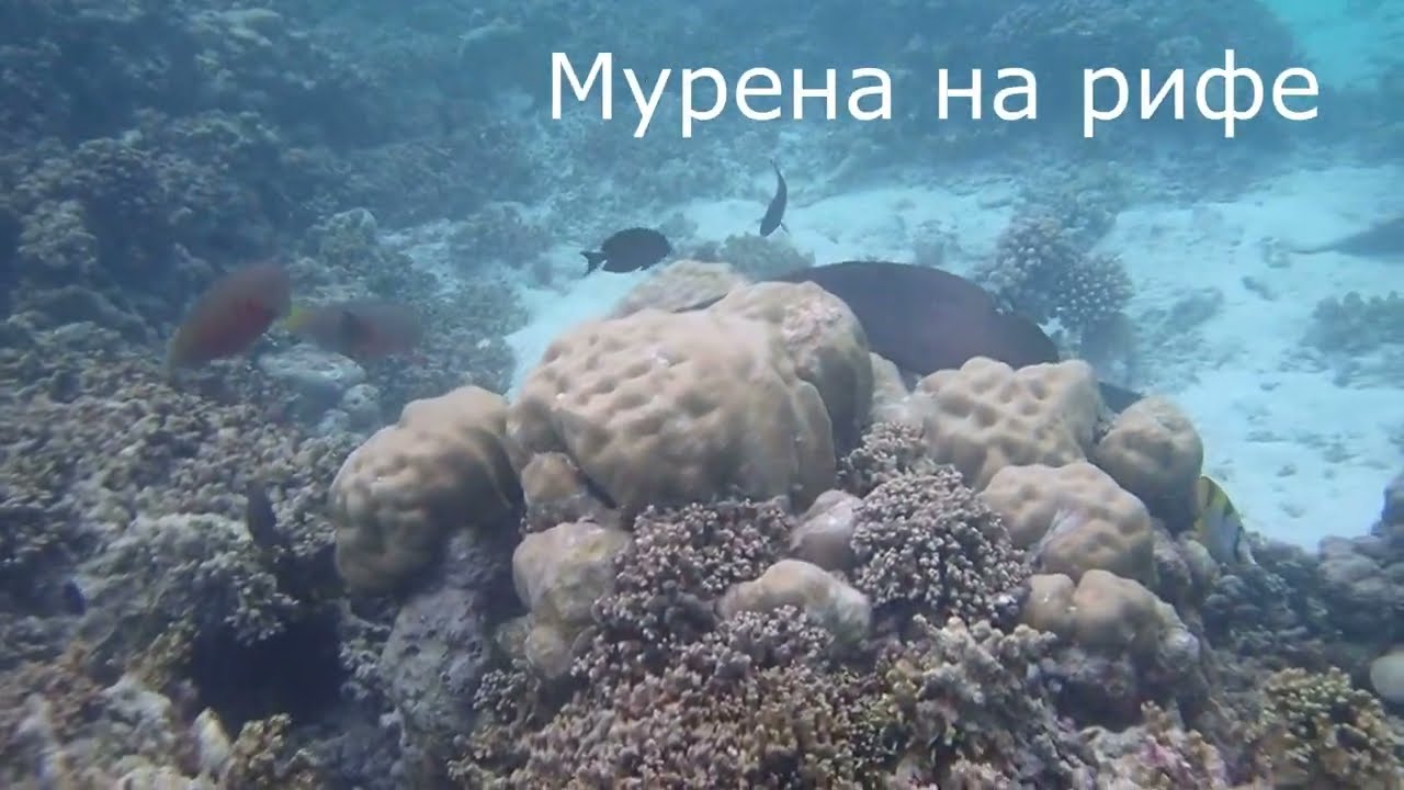 Мальдивы Cocogiri январь 2023