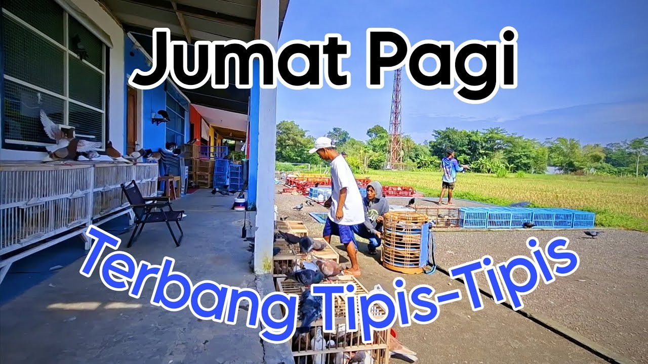 Latihan Jarak Dekat Merpati Tinggian Tomprang Hari Jumat Pagi #merpati
