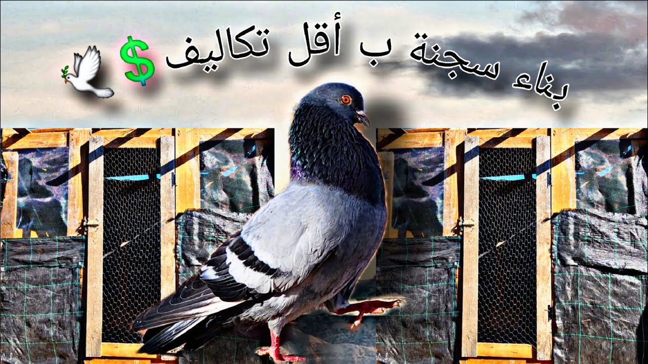 بناء سجنة بأقل تكاليف ✅️🕊