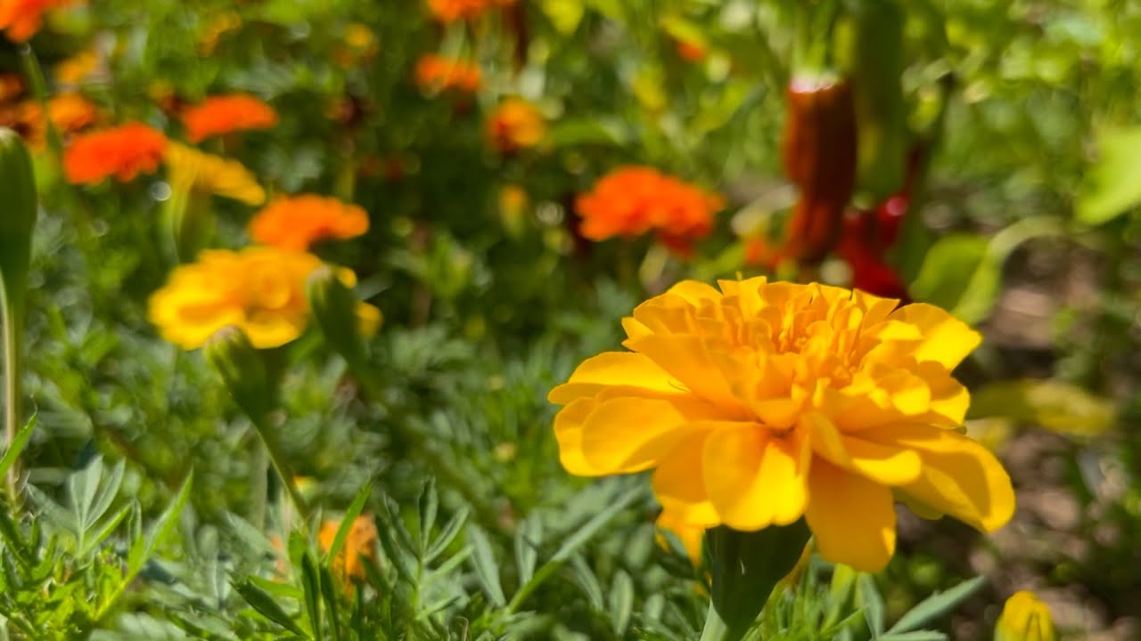 Early August Tour Part 3 (Main Veg Garden) : The Bittersweet Gardens
