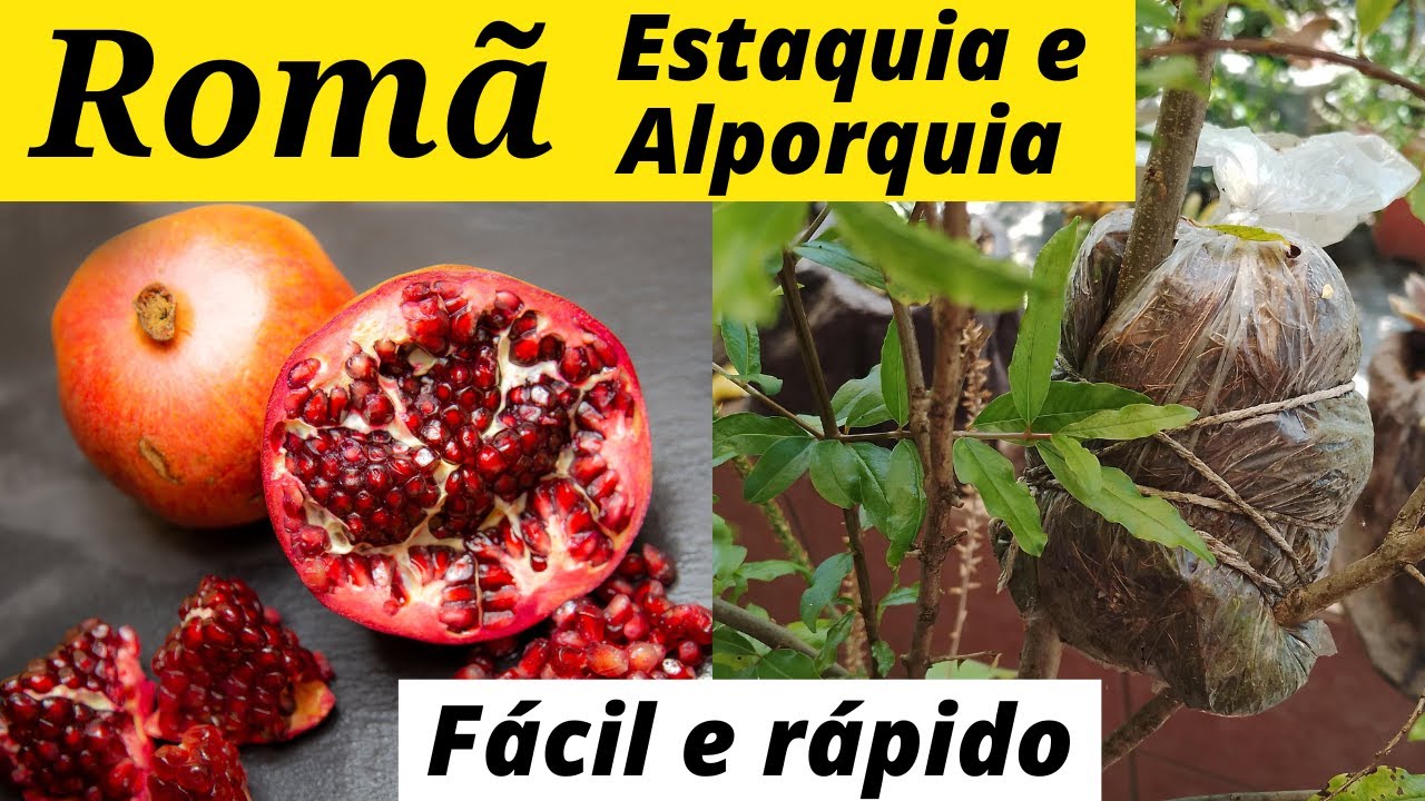 Romã , alporquia e estaquia.