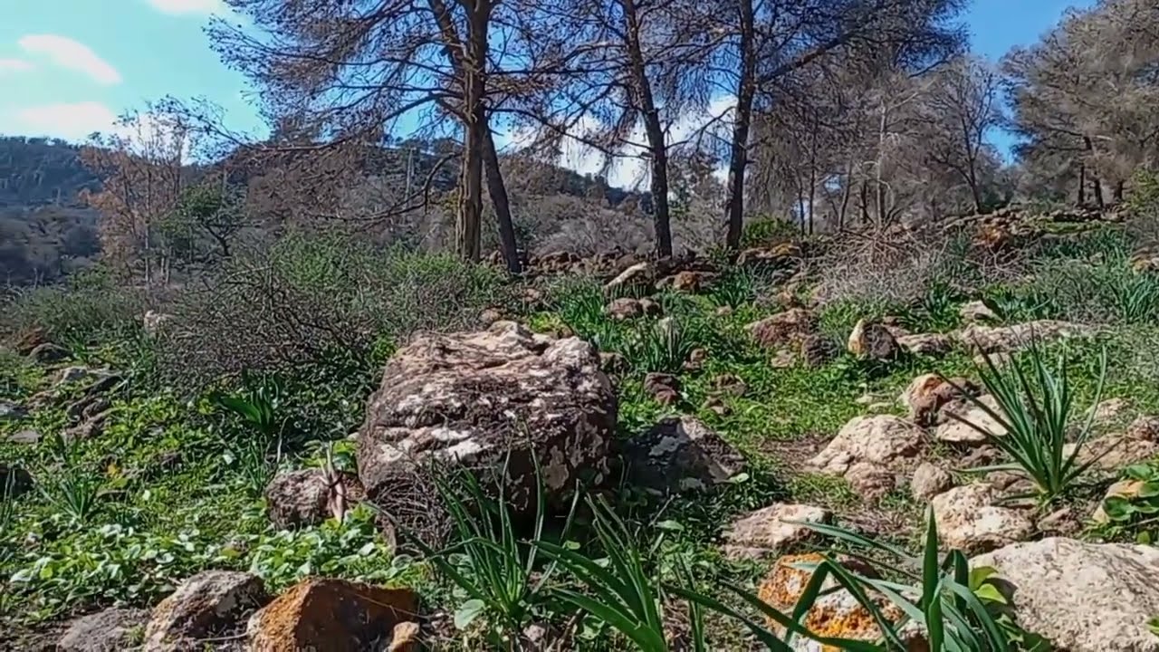 حين تتكلم الطبيعة بصمتها… أشجار، هواء نقي، وسكينة لا توصف🌲🌲