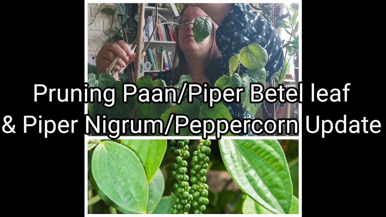 Pruning Paan/Piper Betel leaf, &  Piper Nigrum Update.