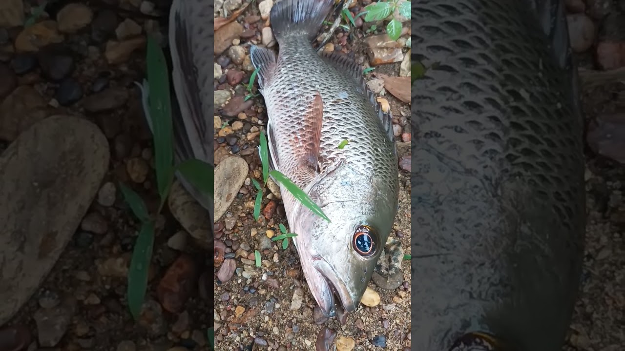 chembali fish