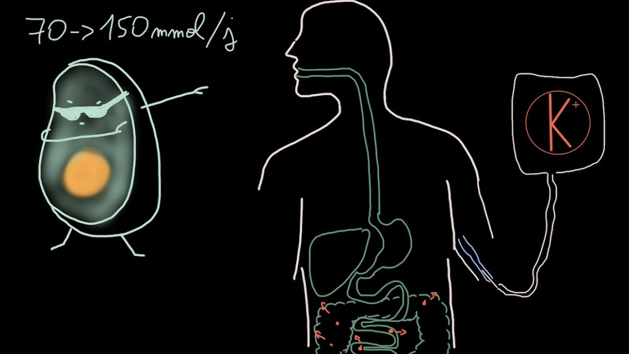 Métabolisme du potassium - Docteur Synapse