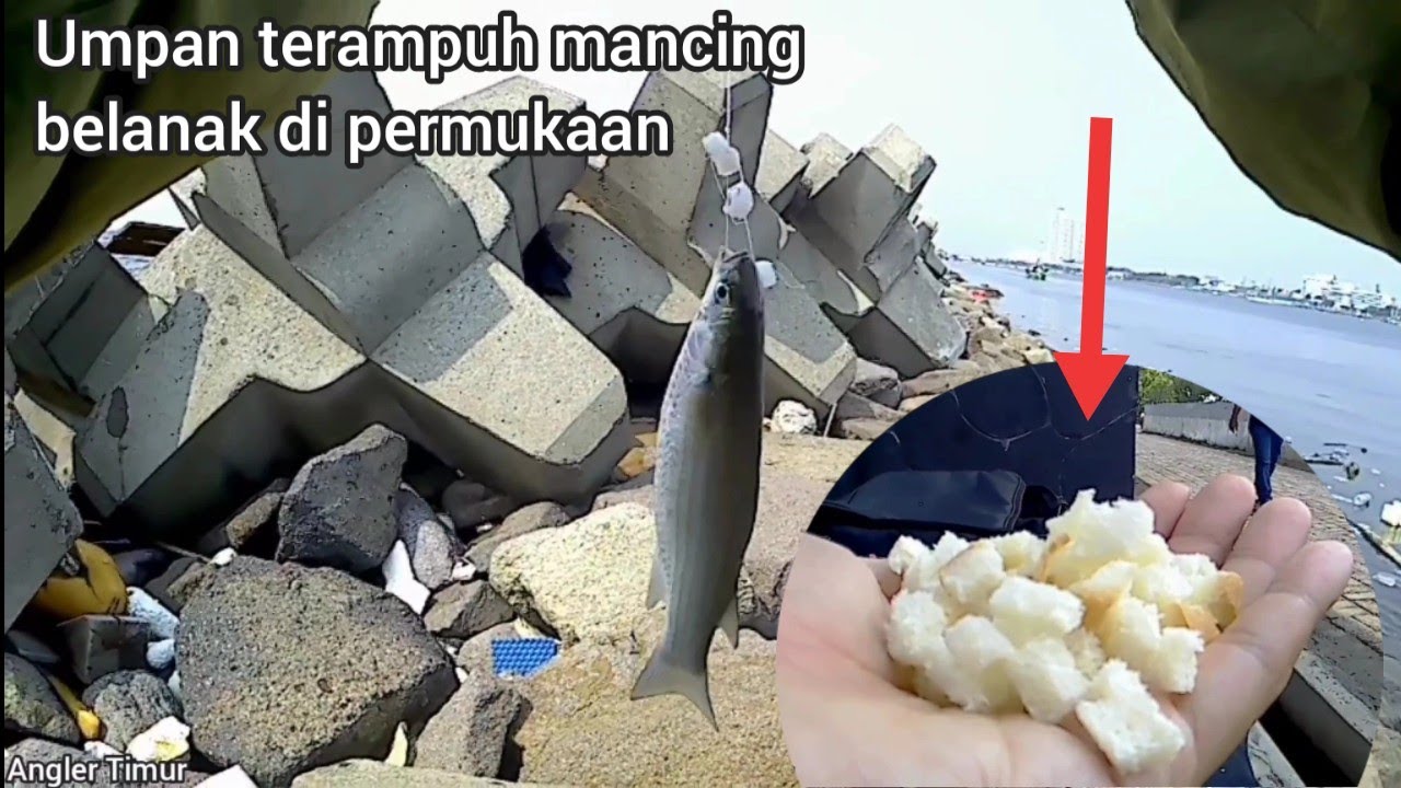 Umpan terampuh mancing belanak di permukaan
