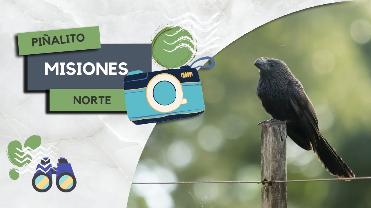 Salida primaveral en Pi&ntilde;alito Norte &ndash;Buscando Fauna en Misiones
