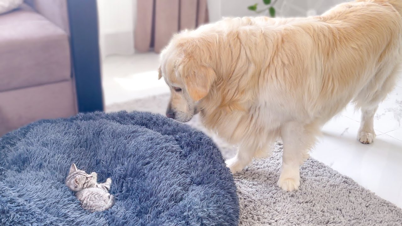 What does a Golden Retriever do when Someone Occupies his Bed [COMPILATION]