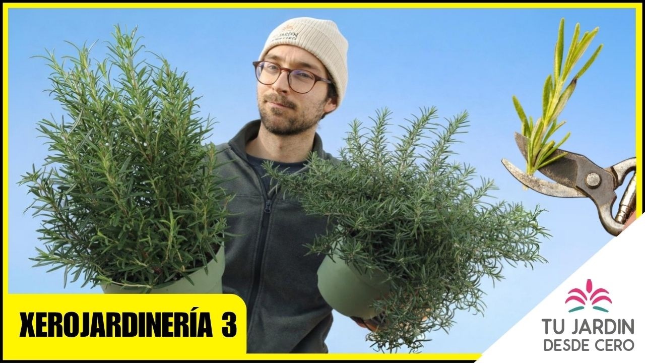 Cuidados del Romero | Un arbusto aromático para Xerojardinería CAPÍTULO 3