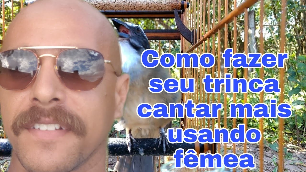 COMO FAZER SEU TRINCA FERRO CANTAR MAIS USANDO FOGO DA FÊMEA! Passo a passo explicado