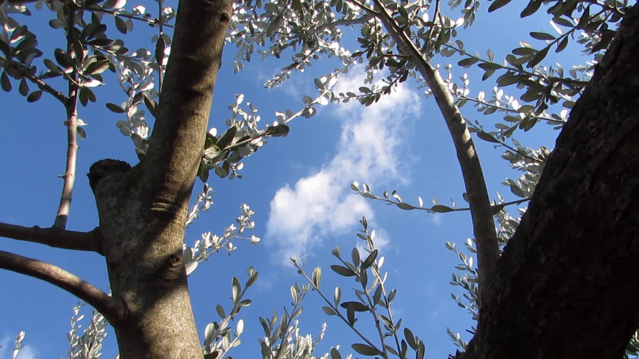 Olive grove in Krnica,Villa Lido