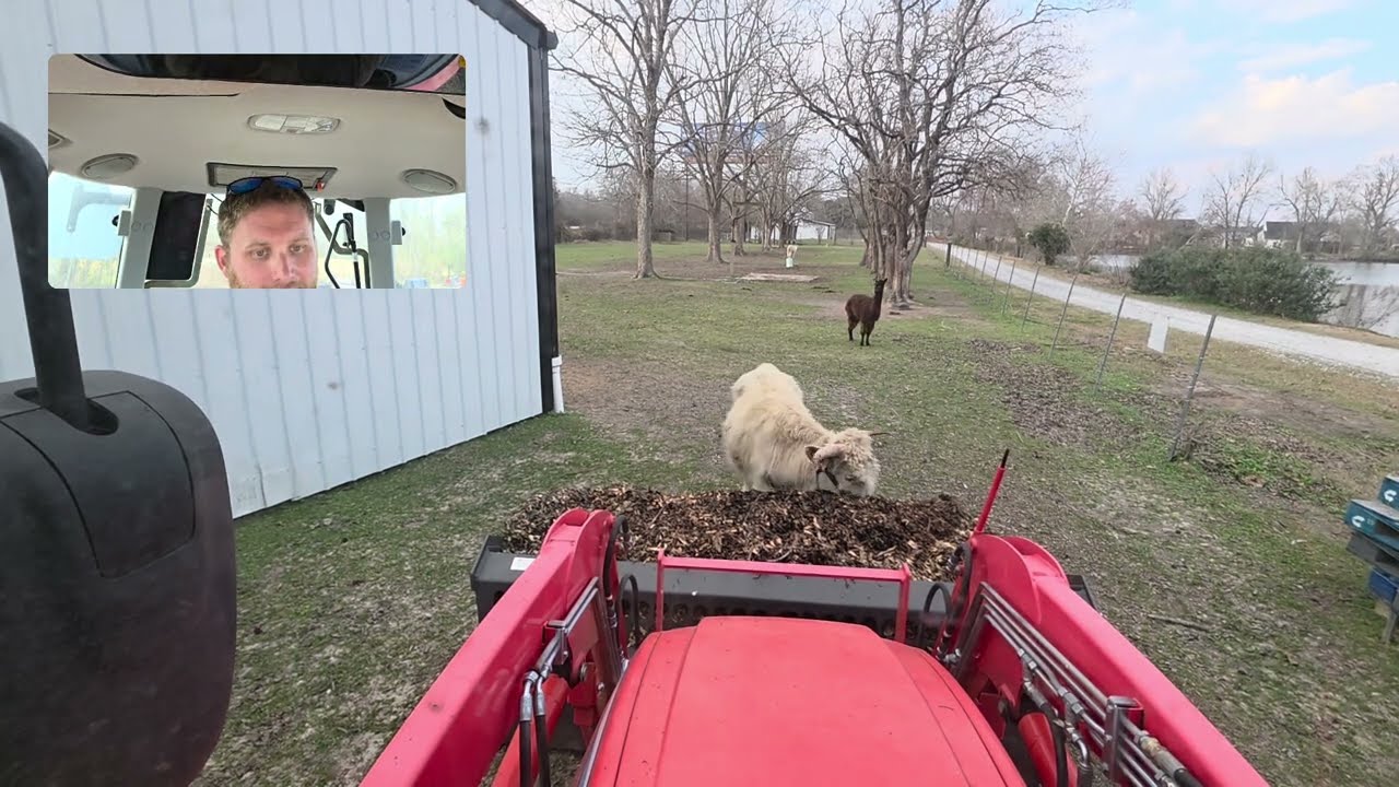 Spreading Woodchips for The Mini Highland Cows