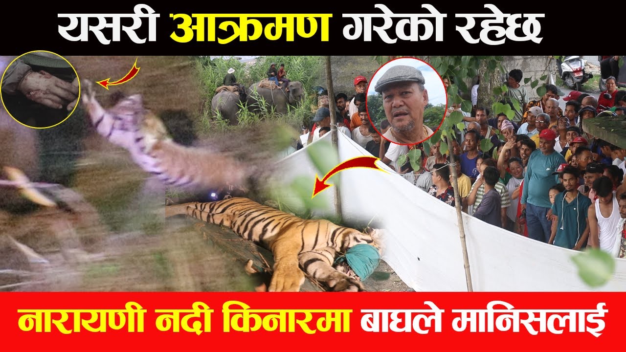 यसरी आक्रमण गरेको रहेछ,नारायणी नदी किनारमा बाघले मानिसलाई Narayani River Tiger