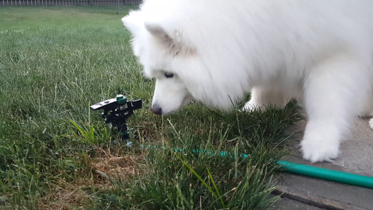 Lexi the Samoyed scared of sprinkler