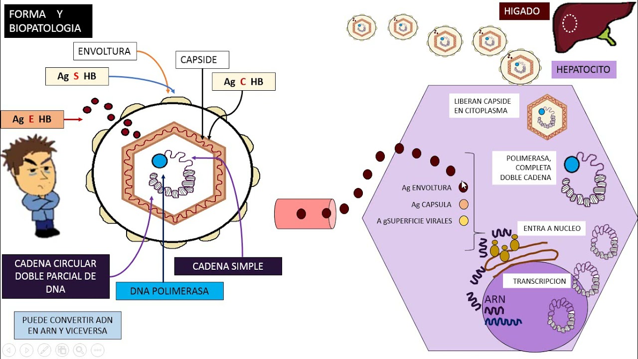 Virus Hepatitis B  VHB