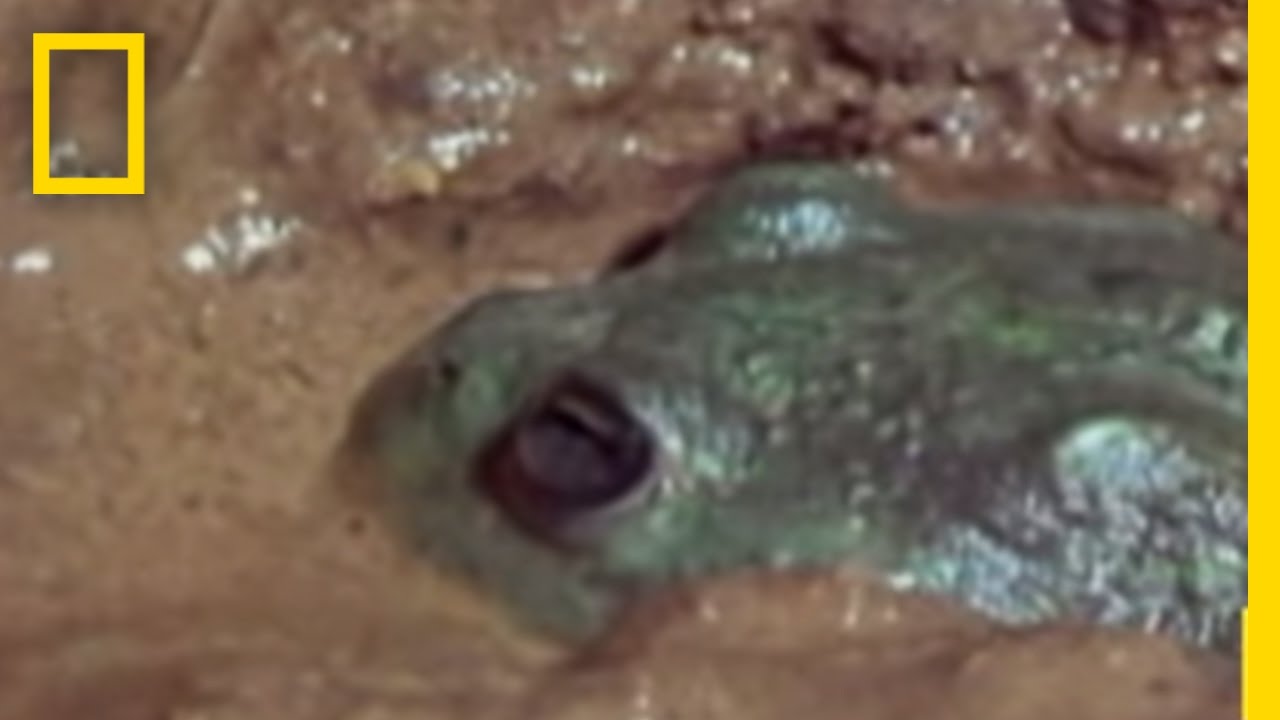 Water Holding Frogs | Freaks of Nature