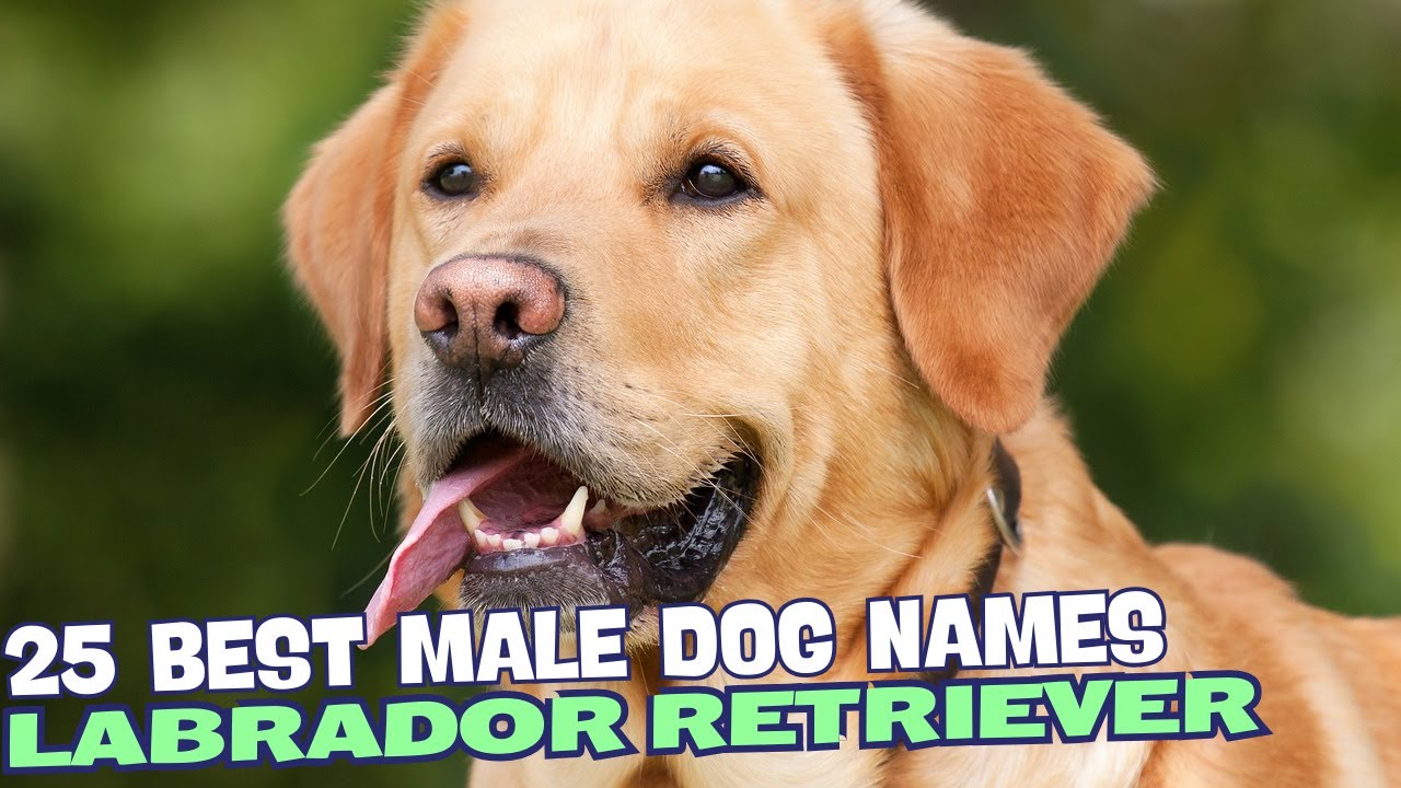25 Best Male Labrador Dog Names 🐶