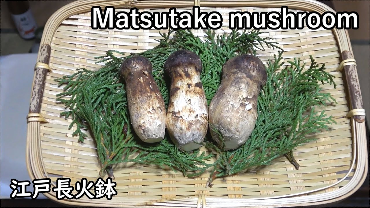 松茸 2025 -Matsutake mushrooms-【Japanese food 江戸長火鉢】
