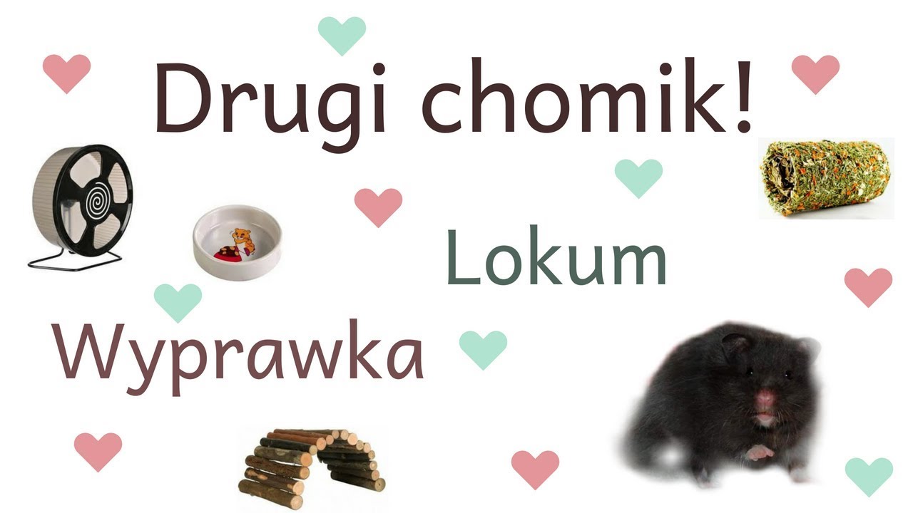 Adoptuję DRUGIEGO CHOMIKA +wyprawka
