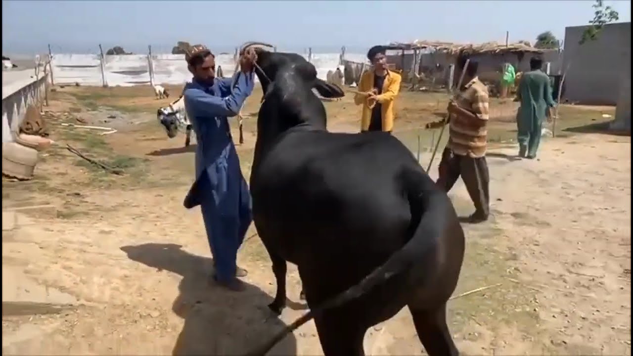 Fateh jangi black beauty biggest bull in the world #domailmandi