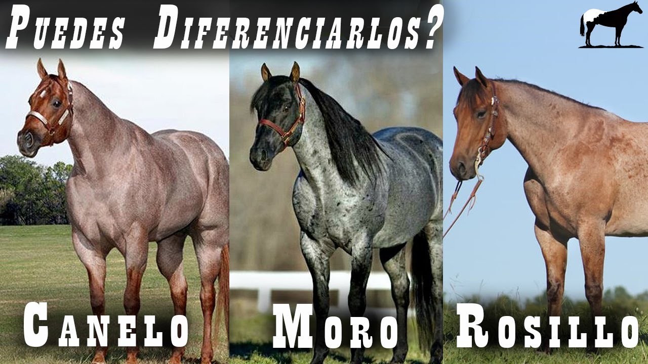 Caballos Rosillos, Moros Y Canelos ¿Cuál Es Cual? 🐴-Del Cerro Soy