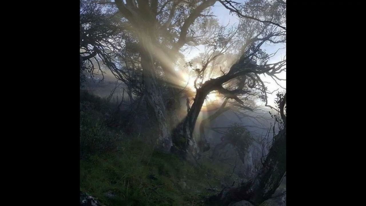 (free) harto falion x surf gang type beat