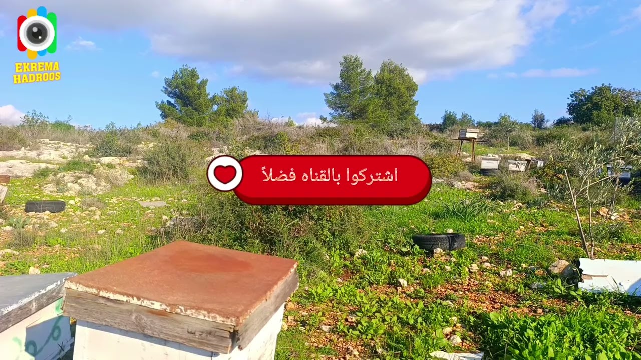 تغذية النحل ومعرفة سلوكه من خلال أبواب السروح #النحل #تغذية