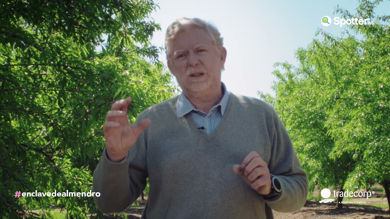#EnClaveDeAlmendro | ¿Cuales son las principales problemas de sanidad del cultivo del almendro?