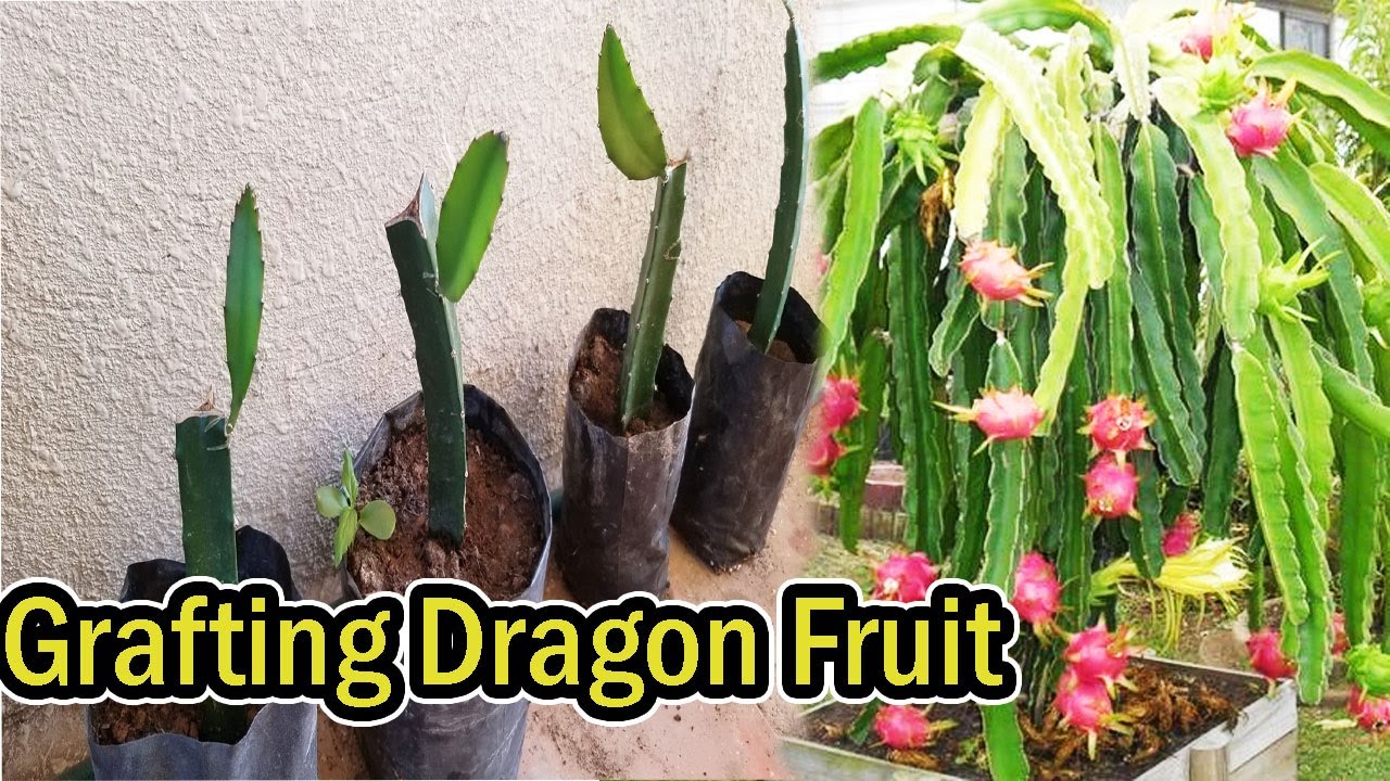 How To Graft 2 or 3 Kind Of Dragon Fruit On One Root