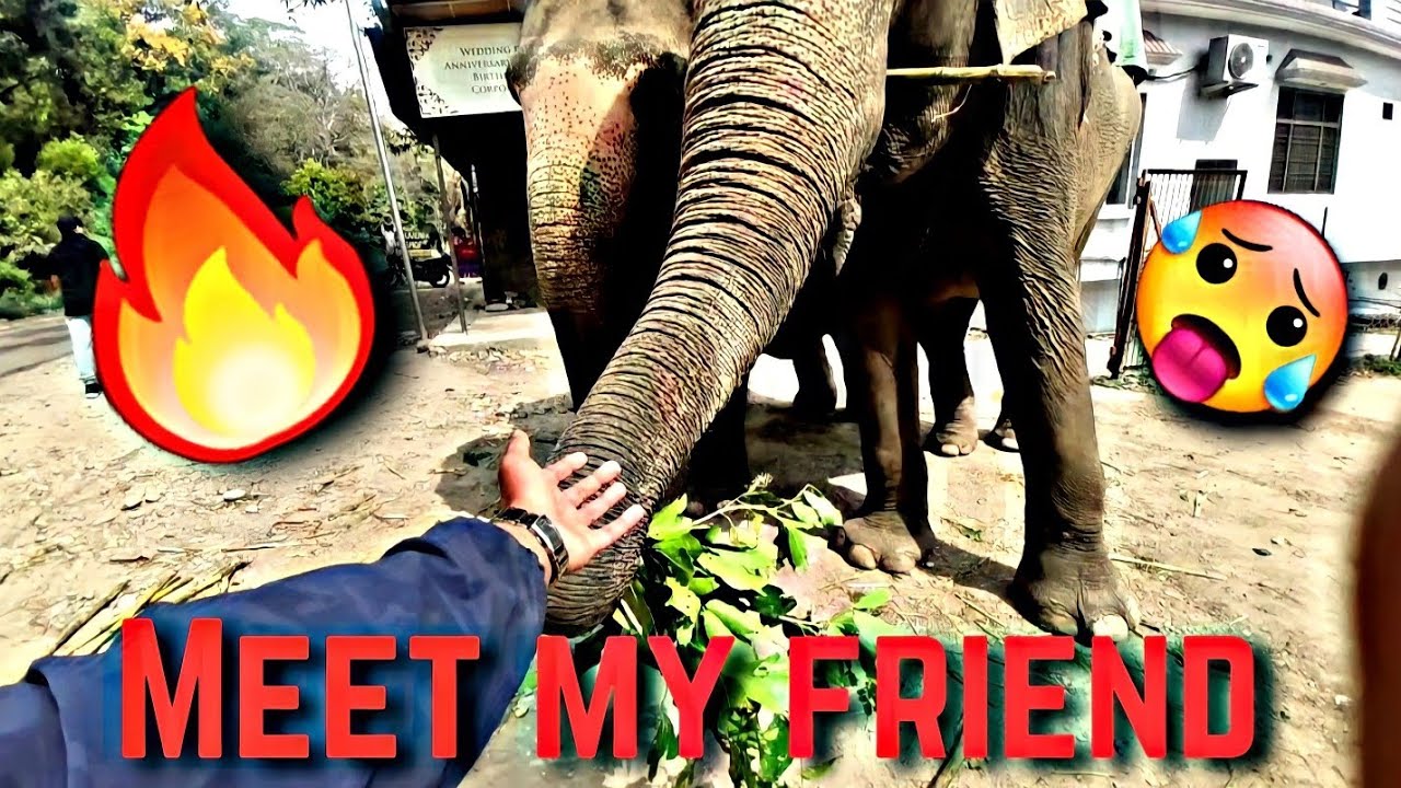 Meet My Friend😁 || Elebo is here🔥 #Elephantconservation  #elephants  #Travelvlog #Elephantvlog