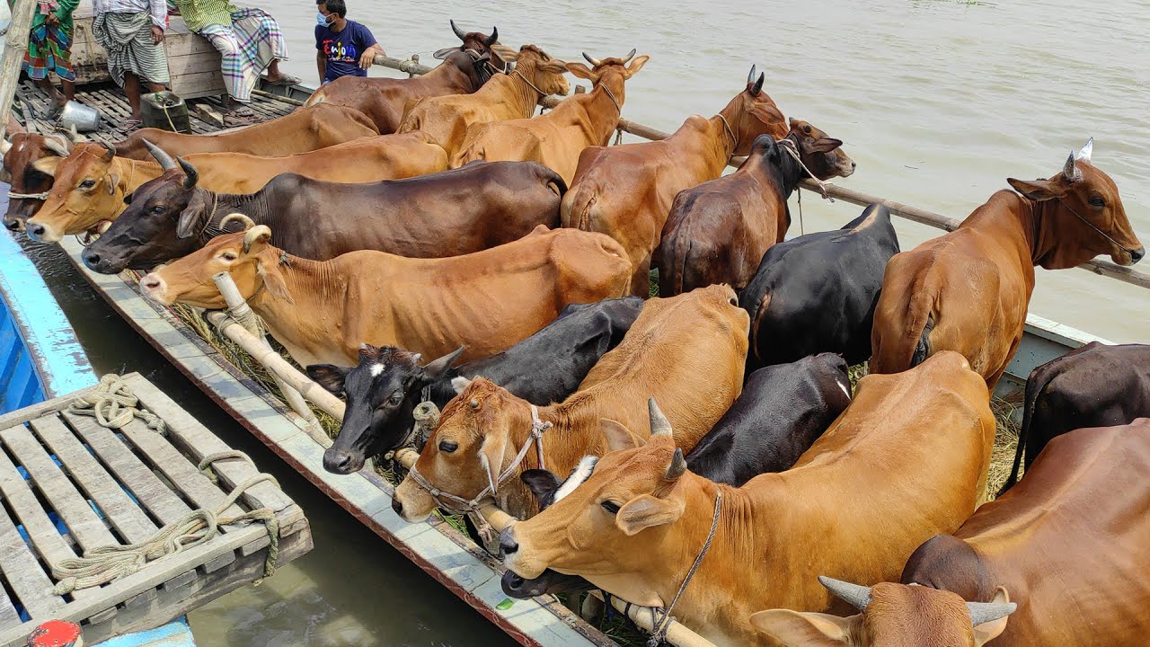 গ্রামের গরুর হাটে নৌকা থেকে গরু ও গবাদি পশু নামানোর অসাধারন গ্রামীন দৃশ্য || Bulls & Cows UNLOADING