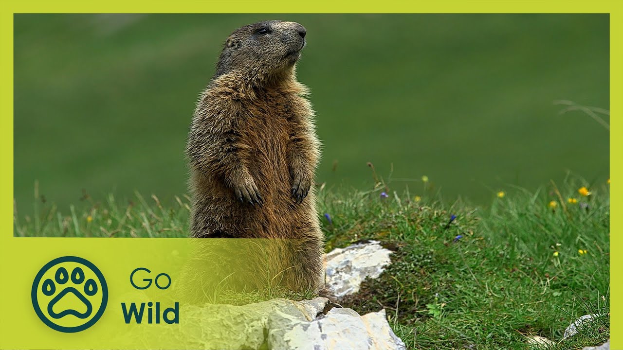 The Jura Mountains | Wild Faces of Switzerland | Go Wild