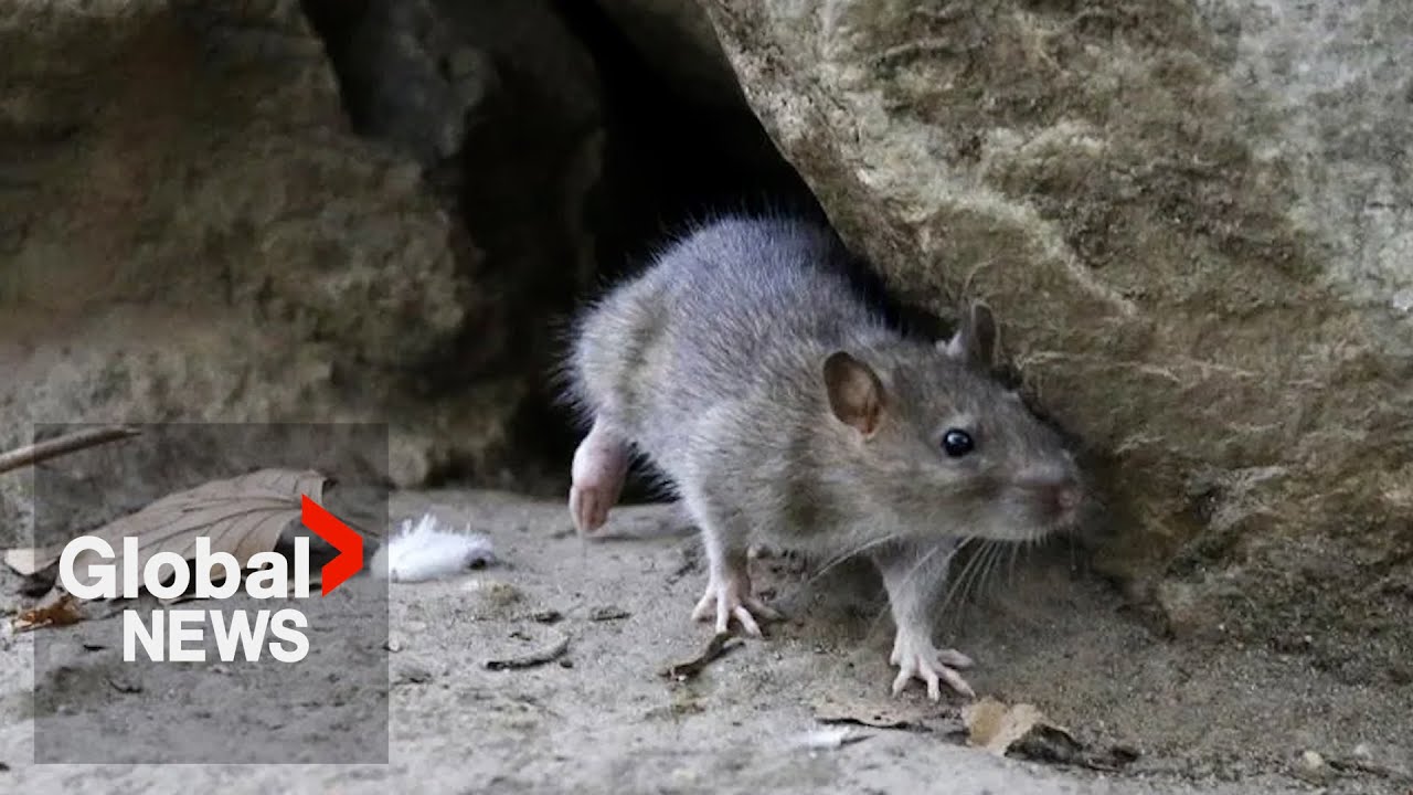 "Perfect rat storm": Toronto, Ottawa seek ways to fight increasingly visible rodents