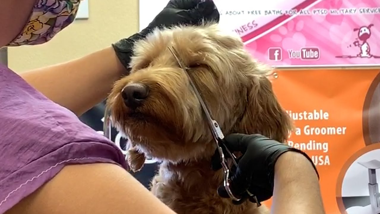 Goldendoodle Face Clean