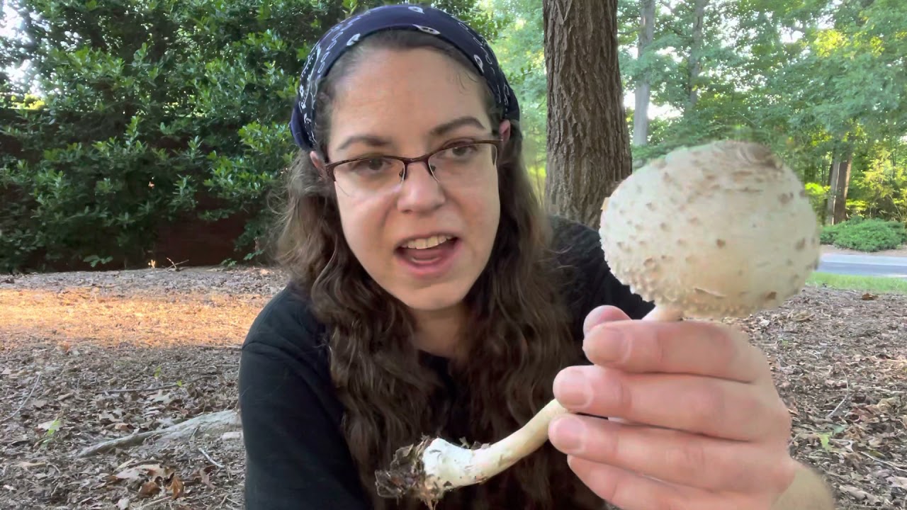 How to ID parasol mushrooms in the Macrolepiota genus