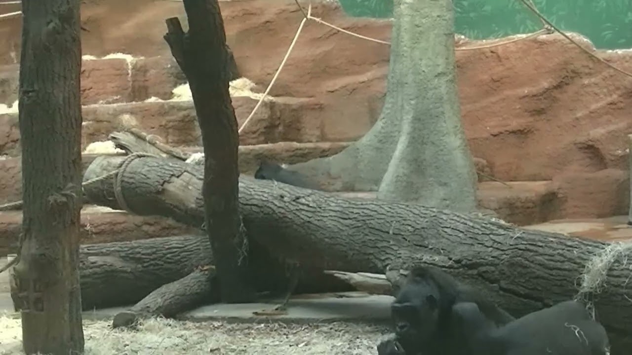 Gorilí mládě narozené v ZOO Praha  2.1.2024
