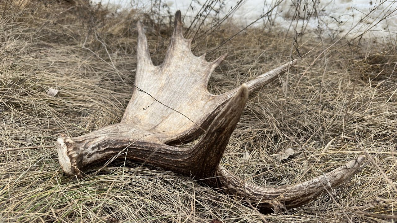 A 14.5 HOUR SHED DAY | MULE DEER AND MOOSE SHED HUNTING