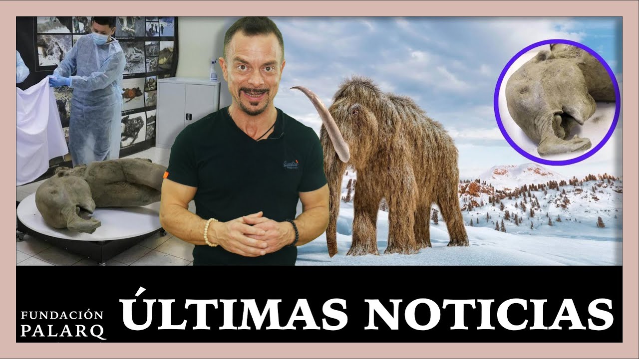 ¡WoooW! Descubren cría de mamut perfecta de 50.000 años | Noticias de Arqueología y Paleontología
